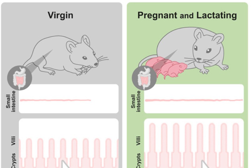 �D�P�Œ����L�т邱�Ƃ���������}