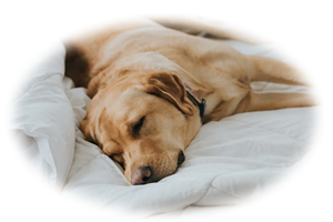 眠った状態のイメージ